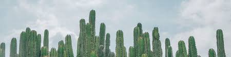 Un segmento de unos 10 cm de largo sirve para 1. Cactus San Pedro Mejorplanta