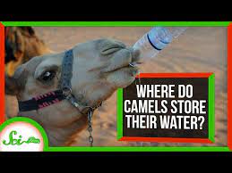 It can go three weeks without water. Where Do Camels Store Their Water Youtube