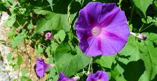April showers bring may flowers as the expression goes. Commong Morning Glory Ipomoea Purpurea