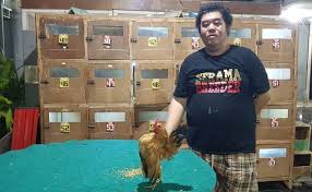 Inilah 5 fakta tentang ayam serama. Fokus Ternak Ayam Serama Kini Dedi Raup Ratusan Juta Rupiah
