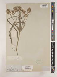 Image result for Pycreus macrostachyus