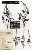 Image result for Platostoma africanum