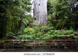 Image result for Agathis