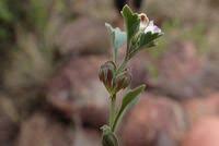 Image result for Stemodiopsis