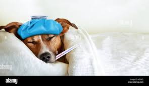 Jack Russell cane dorme nel letto con la febbre alta temperatura, il  sacchetto del ghiaccio sulla testa, termometro in bocca, coperto da una  coperta Foto stock - Alamy