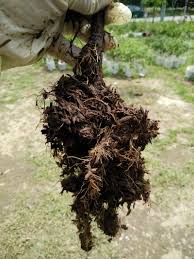 Pemburu madu memanjat pokok tualang. Tanam English Rose Guna Teknik Ini Confirm Pokok Subur Bunga Merimbun Impiana