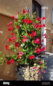 Image result for dipladenie sanderi obrázek