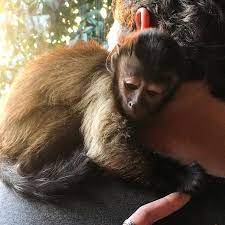 Where can i buy a monkey near me. Best Pet Monkeys For Sale Buy A Monkey Now
