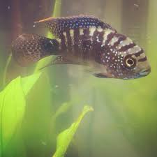 Api splendid betta complete water conditioner 5. Betta Cichlid And Saltwater Rehoming Rescue Posts Facebook