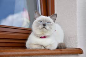 The image of a cat happily lapping up milk is such a common one that many people don't even question it. Can Cats Drink Almond Milk We Re All About Cats