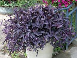 Image result for Tradescantia pallida