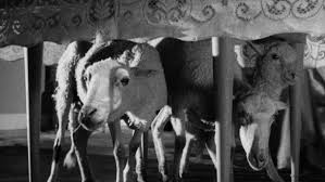 Top 10 luis buñuel films. The Exterminating Angel Exterminating Civilization The Current The Criterion Collection