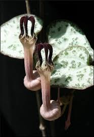 Image result for Ceropegia conrathii