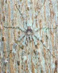 Image result for Linderniella gracilis