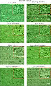 Image result for Oryza barthii