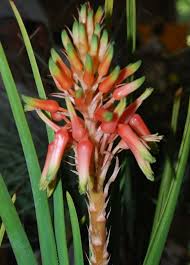 Image result for Aloe cooperi