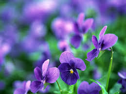 Tons of awesome flower computer wallpapers to download for free. Pansy Flowers Computer Wallpaper 50005 1600x1200px