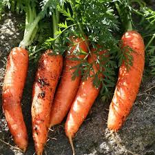 Que vous soyez un jardinier amateur professionnel ou. Quels Legumes Planter En Juin Ooreka