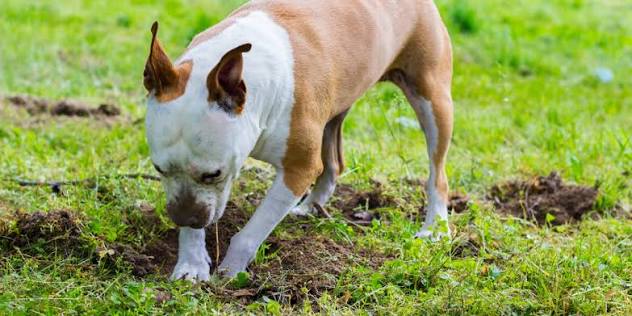 Why Does My Dog Dig? - Explained | VetShopAustralia