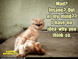 I M Perfectly Fine Funny Cute Cats Funny Cat Memes Cat Memes