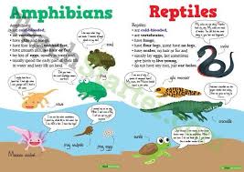 Amphibians Reptiles Poster Animal Classification Amphibians Reptiles