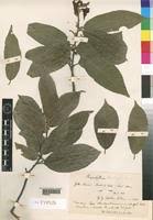 Image result for Pouteria altissima