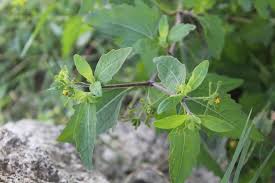 Image result for Sigesbeckia