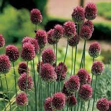 Allium Sphaerocephalon Allium Allium Flowers Plants Bulb Flowers