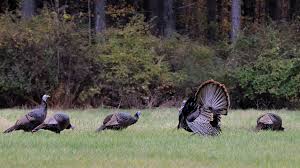Similarly, how big of a turkey do i need for 15 people? Learn About Turkeys Mass Gov