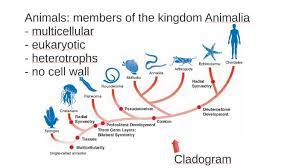 Check spelling or type a new query. Animals Members Of The Kingdom Animalia By Mackey Hemphill