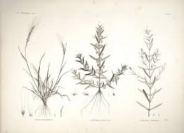 Image result for Ammannia aegyptiaca