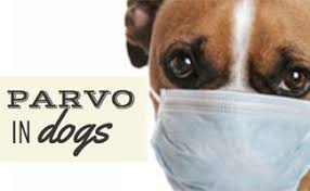 Puppy vaccines are essential for allowing your dog to have a long and healthy life. Parvo In Dogs Symptoms Treatment Prevention More Caninejournal Com