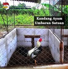 Selain dari penduduk nusantara, budaya jakarta juga banyak menyerap dari budaya luar, seperti budaya arab, tiongkok, india, dan portugis. 87 Gambar Desain Kandang Indukan Ayam Bangkok Paling Bagus
