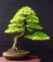 Pin By A Maestria On Ohayoua S World Bonsai Tree Indoor Bonsai Tree Bonsai Tree Types