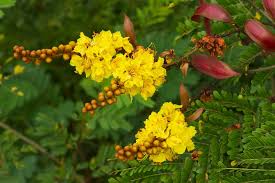 Image result for Limeum pterocarpum