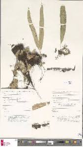 Image result for Lepisorus excavatus