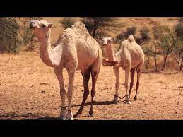 One humped or dromedary camels and two humped bactrian camels have three sets of eyelids and two rows of eyelashes to keep sand out of their eyes. Camel Sounds Youtube