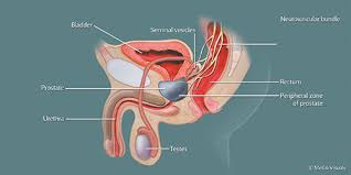 These include your blood pressure, heart rate and metab. Is It The Prostate Or Prostrate Gland What Does It Do