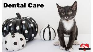 Dental care for dogs & cats. Dental Care