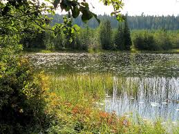 Check spelling or type a new query. Hd Wallpaper Wilderness Lake Shore Scenic Outdoor Bc British Columbia Wallpaper Flare