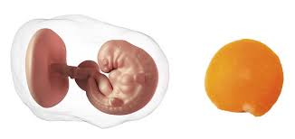 The average newborn twin weighs 5 1/2 pounds. 6 Weeks Pregnant Symptoms Tips Baby Development