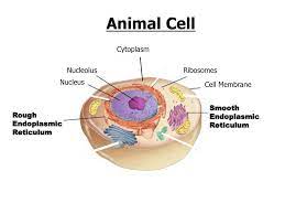 It has been estimated that the cell membrane, or plasma membrane, is a biological membrane that surrounds the cytoplasm of a the er has two forms: Parts Of The Cell Ppt Download
