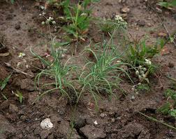 Image result for Hypertelis