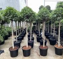 ficus panda one tie round leaves one head ficus retusa ...