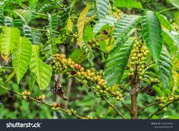 Image result for Coffea sp. A