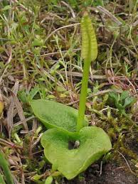 Image result for Ophioglossum costatum