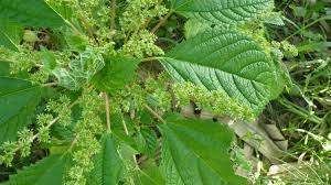 Image result for Laportea alatipes