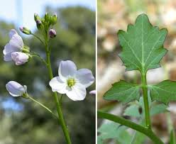 Image result for Cardamine
