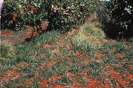 Image result for Cyperus sp.no.4