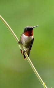 Black And White Bird With Red Throat Ohio Red Throat Hummingbird Humming Bird Feeders Pretty Birds Ruby Throated Hummingbird